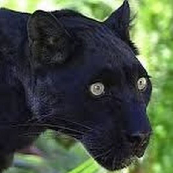 Meet your Posher, Krystopher - Picture 1 of 1